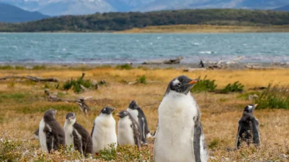 patagonia-argentina-pinguins Pinguins na Patagônia Argentina.
