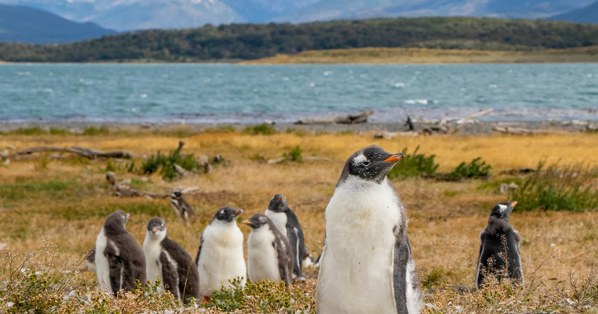 Pinguins na Patagônia Argentina.