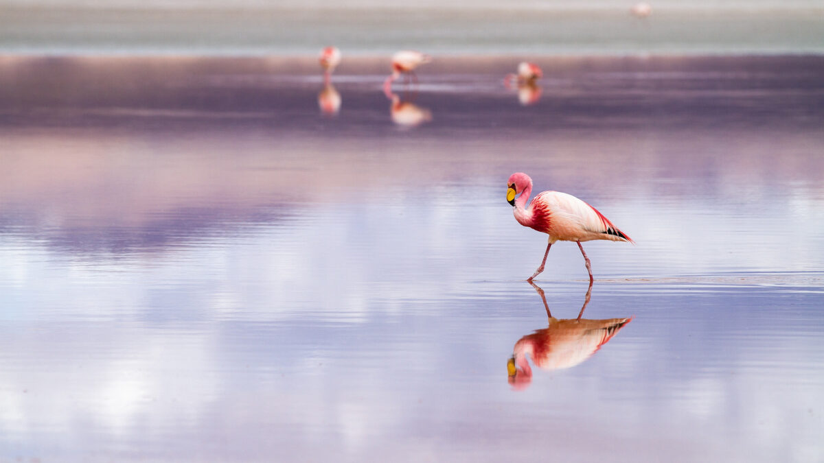 roteiro-salar-do-uyni Flamingos. Roteiro pelo Salar de Uyuni.