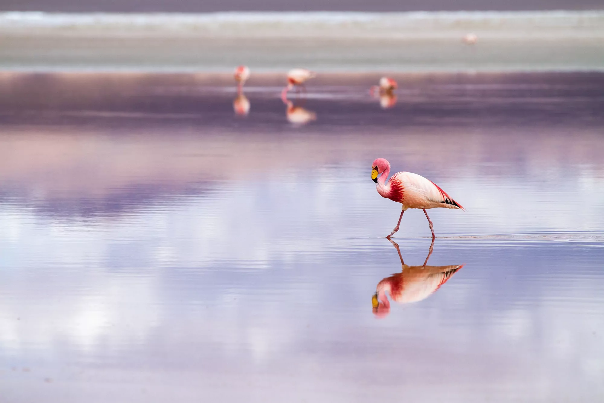 Flamingos. Roteiro pelo Salar de Uyuni.