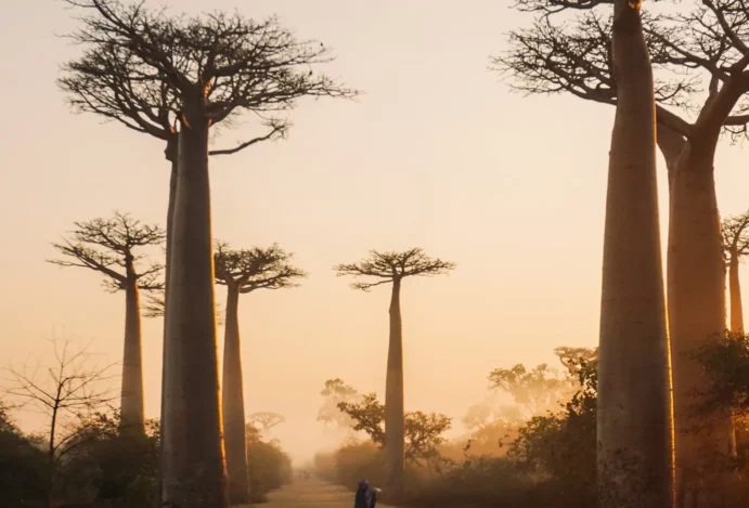 A vida em Madagascar