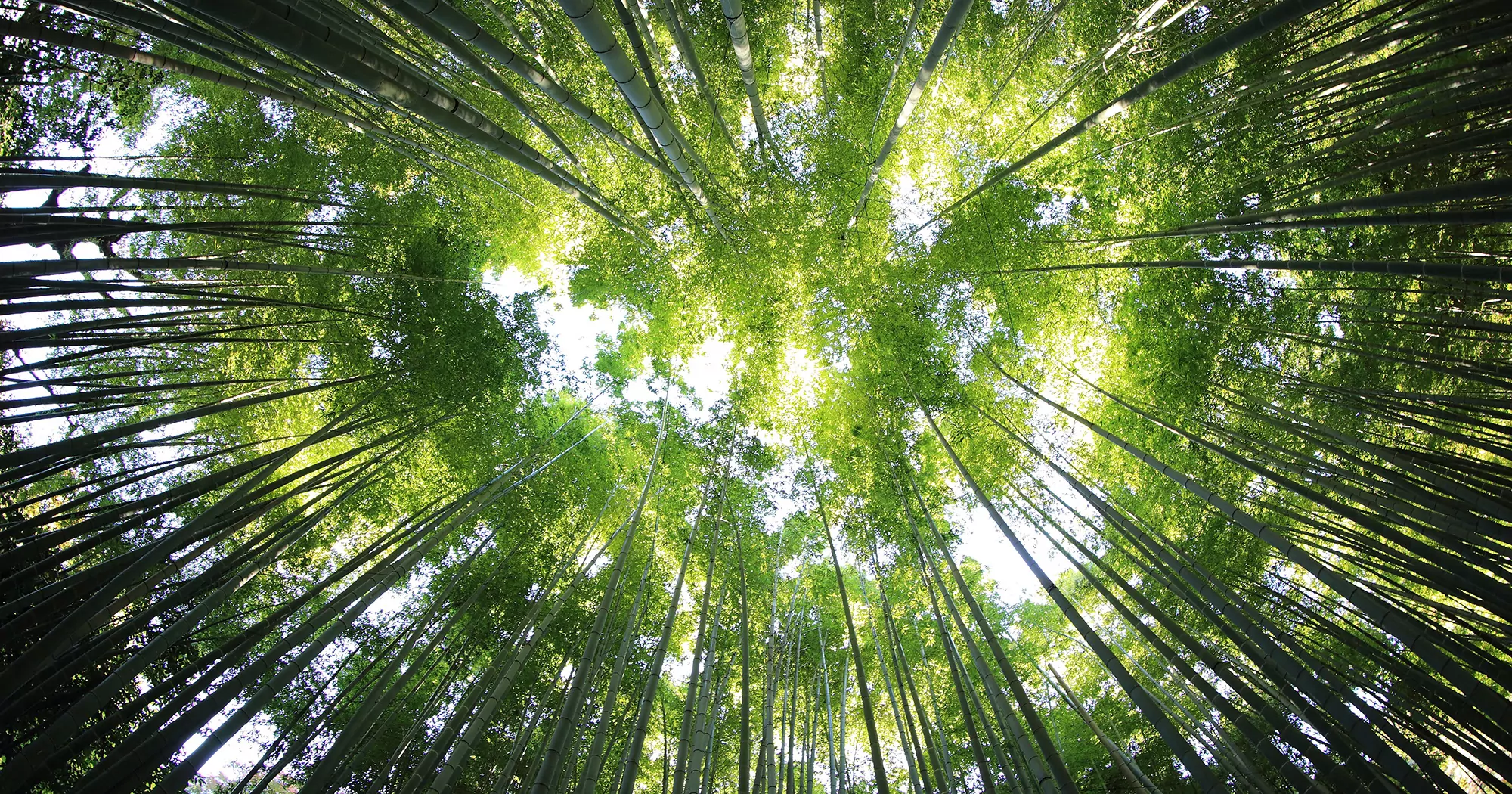 5 destinos para conhecer as florestas pelo mundo