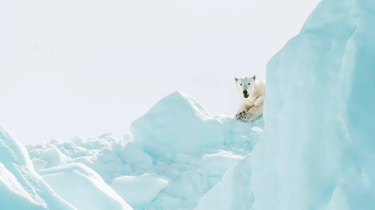 cruzeiro-de-expedicao-artico Cruzeiro de expedição no ártico encontra urso polar