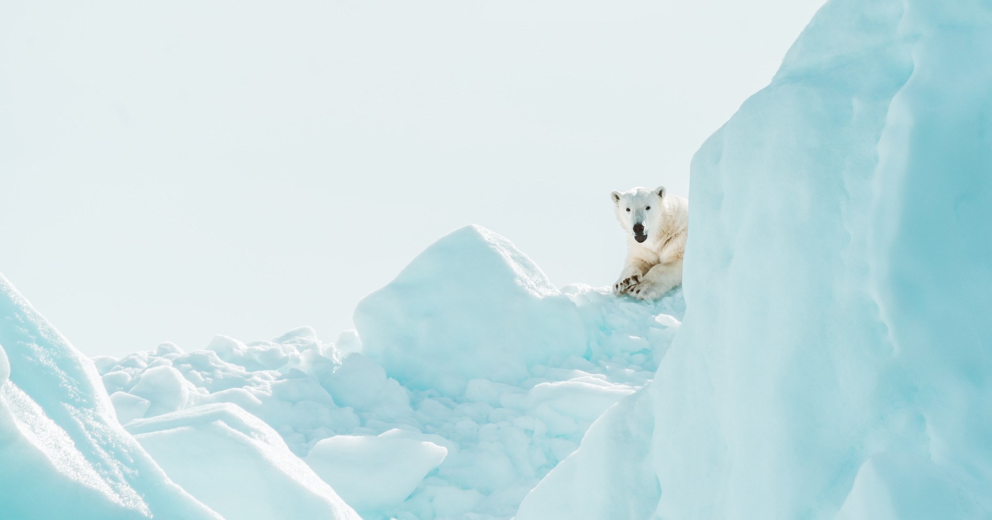 Cruzeiro de expedição no ártico encontra urso polar