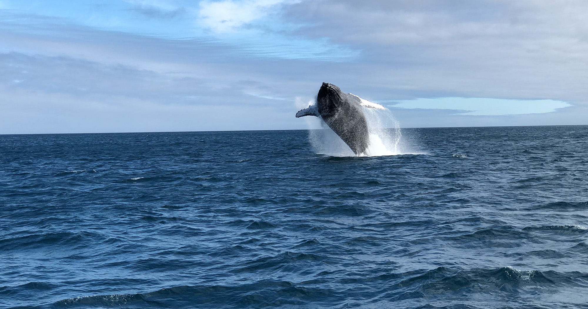 Cruzeiro de expedição em Galápagos encontra baleia