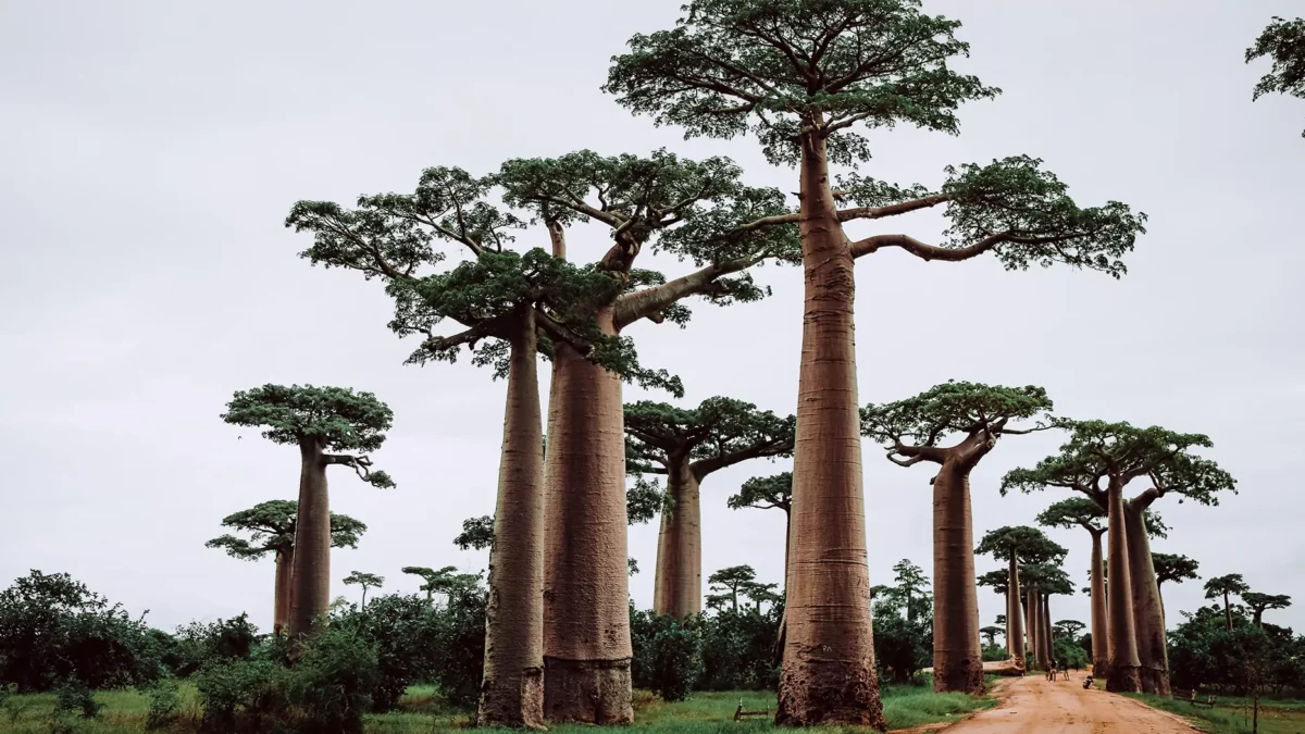 Madagascar