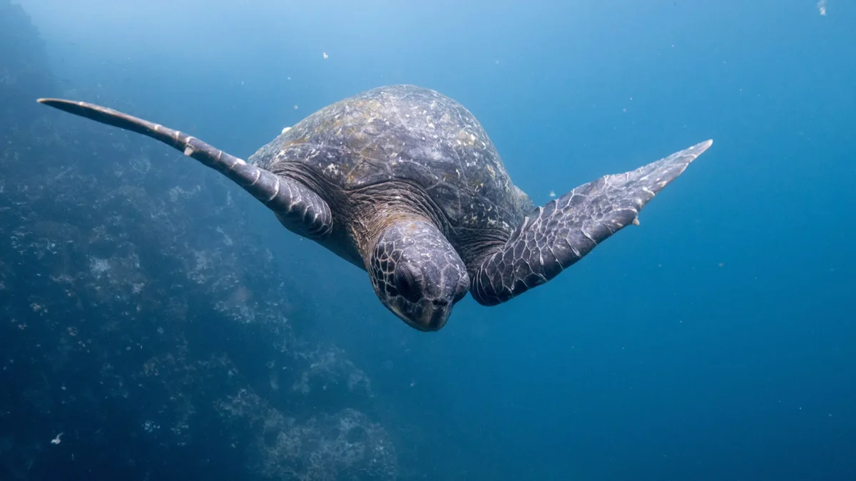 Ilhas Galápagos