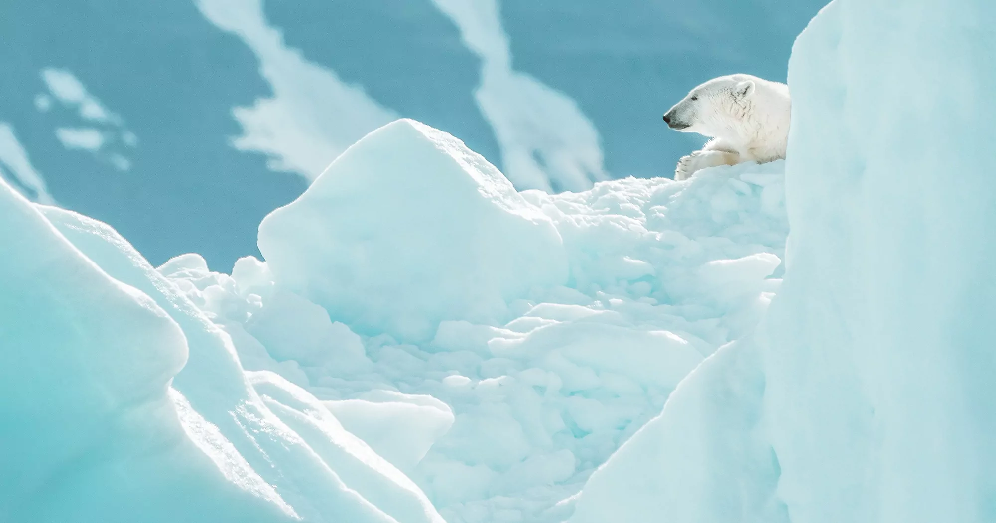 Urso polar entre geleiras no Ártico