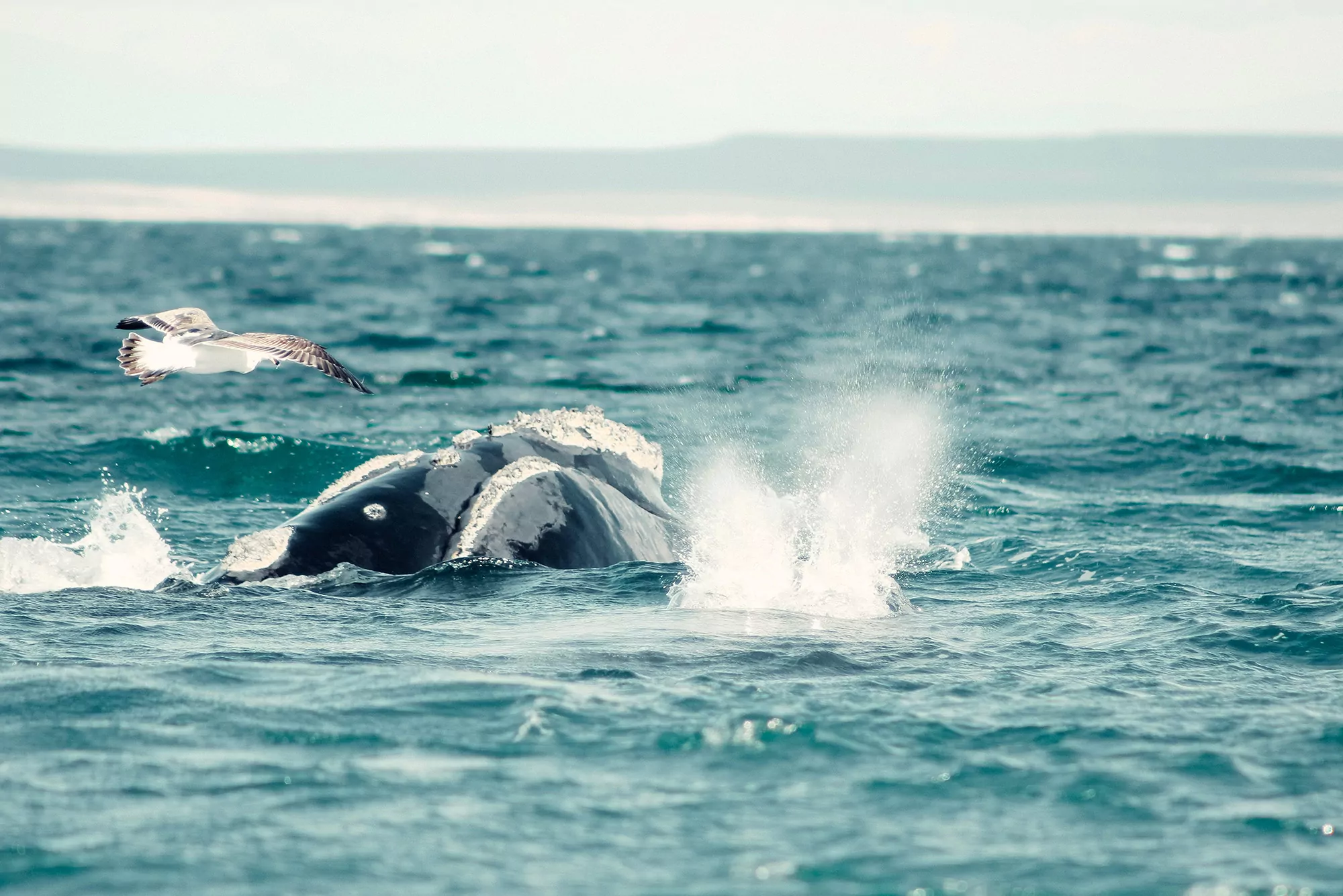 Baleias na Patagônia