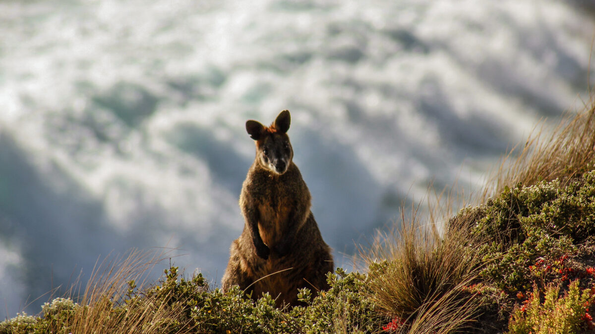 daniel-pelaez-duque-m1Nn-82tzwc-unsplash Canguru na Austrália