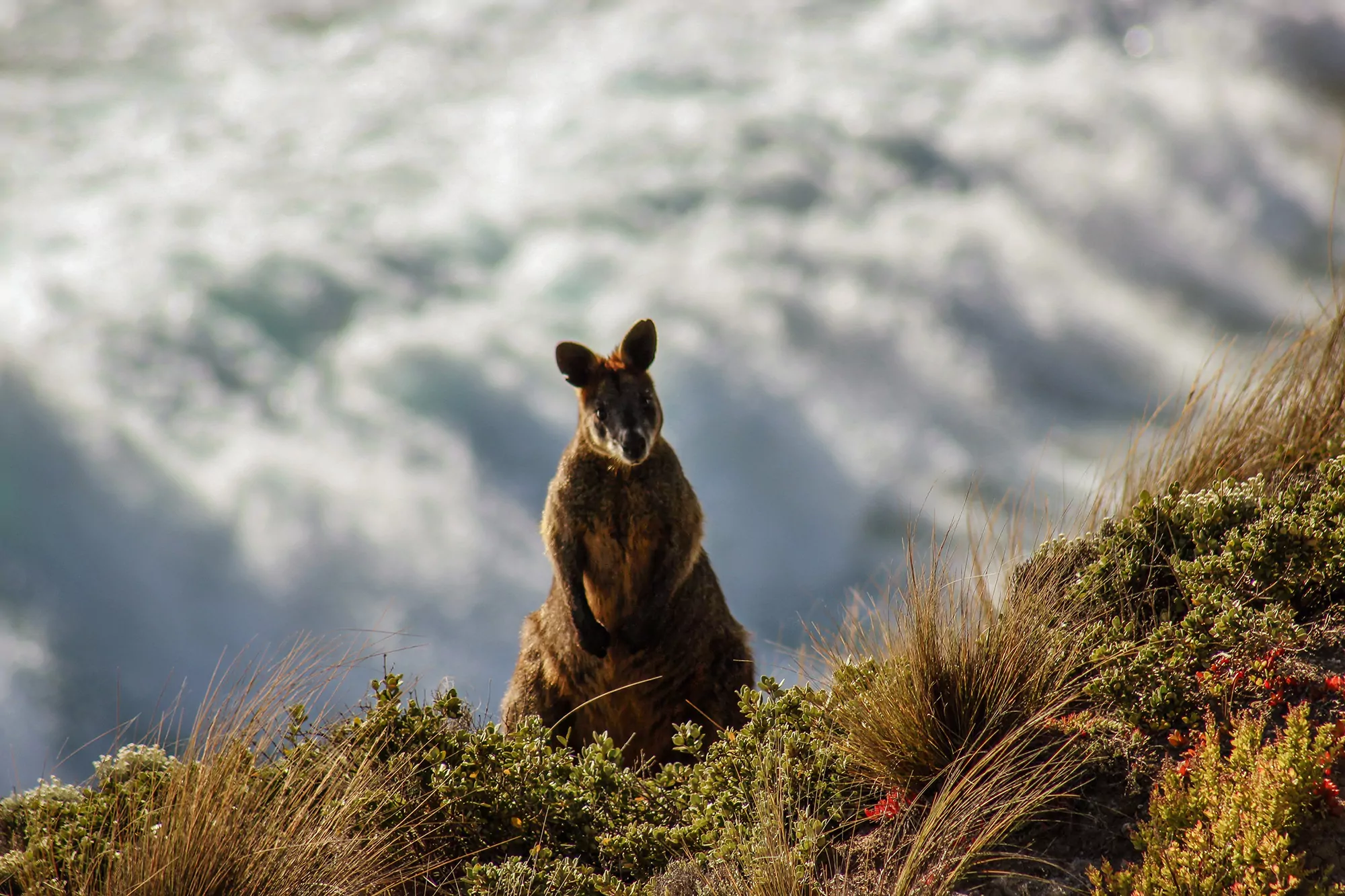 Canguru na Austrália - Safári