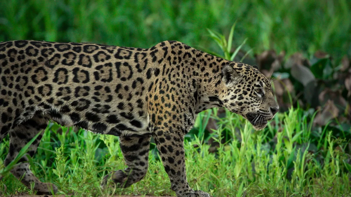 david-waite-gkBthB89xMs-unsplash Onça no Pantanal