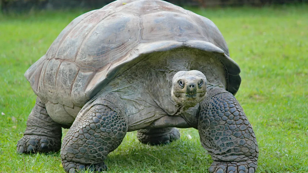 dusan-veverkolog-_NgSXe2cJPk-unsplash Tartarugas gigantes de Galápagos