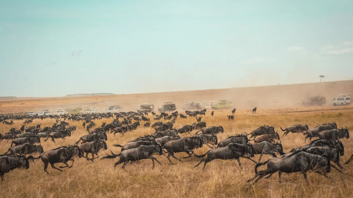 harshil-gudka-aKcVSSDotgo-unsplash Grande Migração na Tanzânia