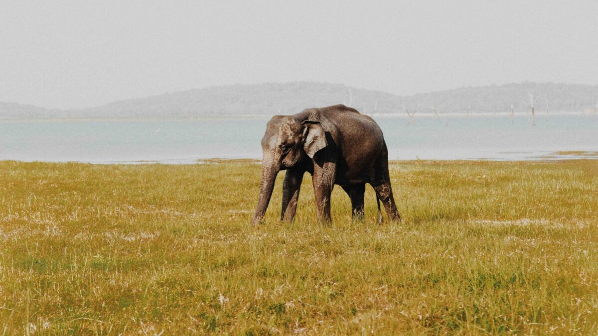 sheshan-r-ZDBA3GnBzGQ-unsplash elefantes no Sri Lanka