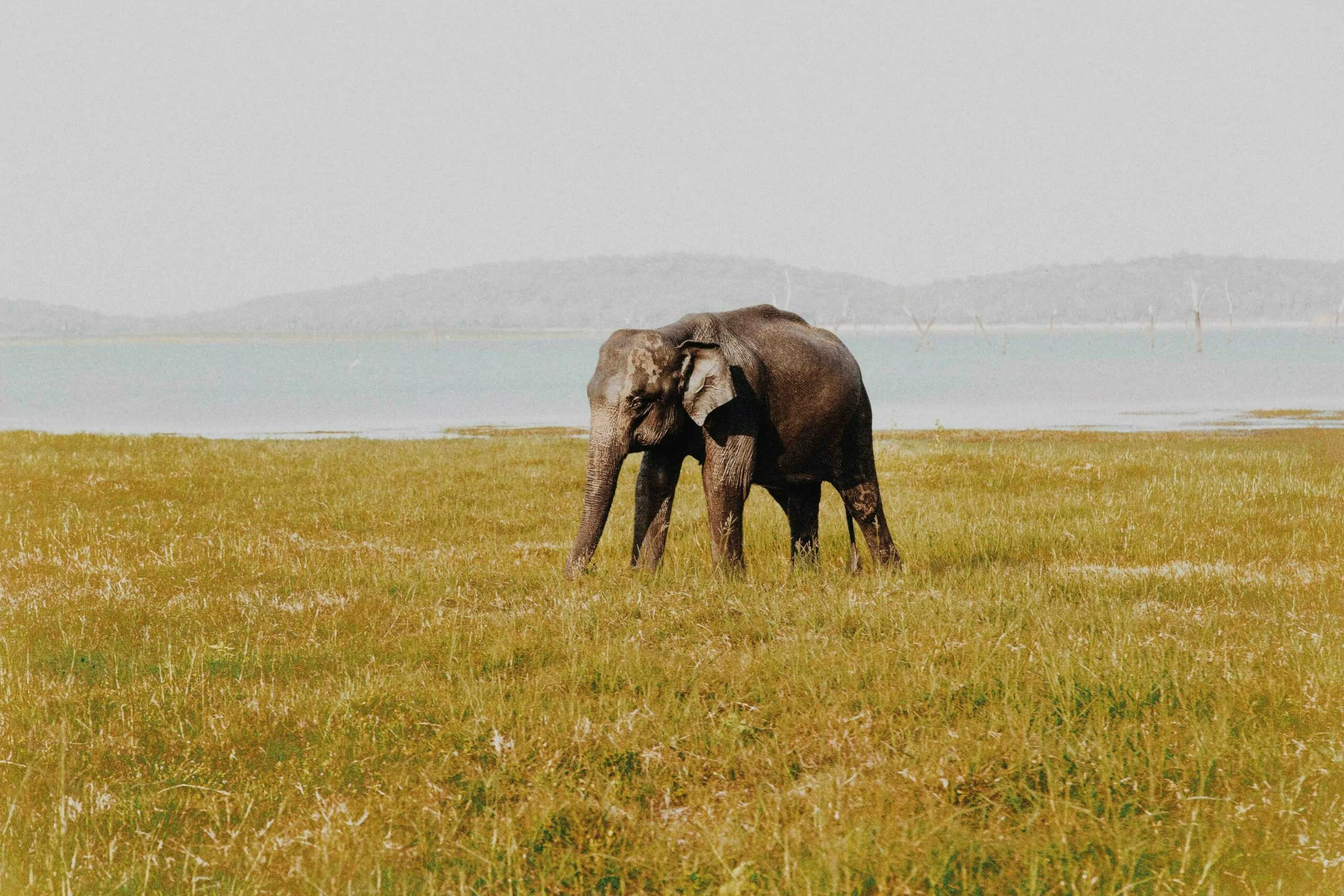 Elefantes no Sri Lanka - Lugares para safári