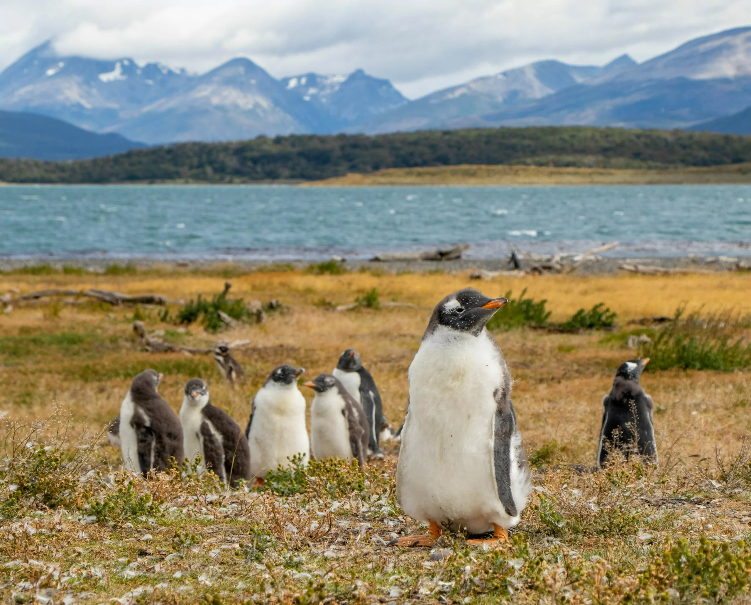 Pinguins em Ushuaia, na Patagônia