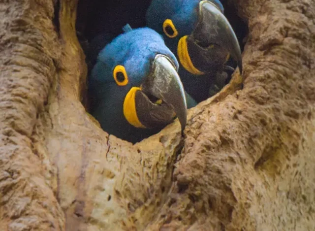 O Pantanal revela natureza exuberante, cultura pantaneira e experiências autênticas em uma das regiões mais ricas em vida selvagem do Brasil. Confira nosso conteúdo! Pantanal: um pequeno guia do bioma