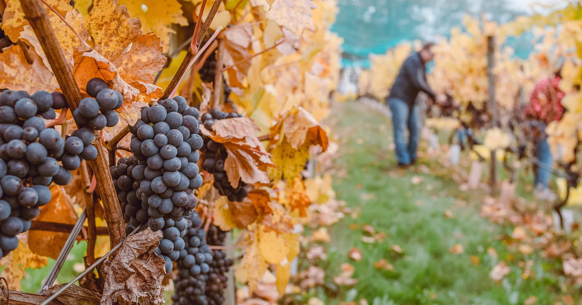 5 viagens para regiões de vinícolas que você deve fazer