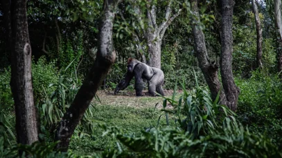gorilas ruanda e uganda gorilas ruanda e uganda