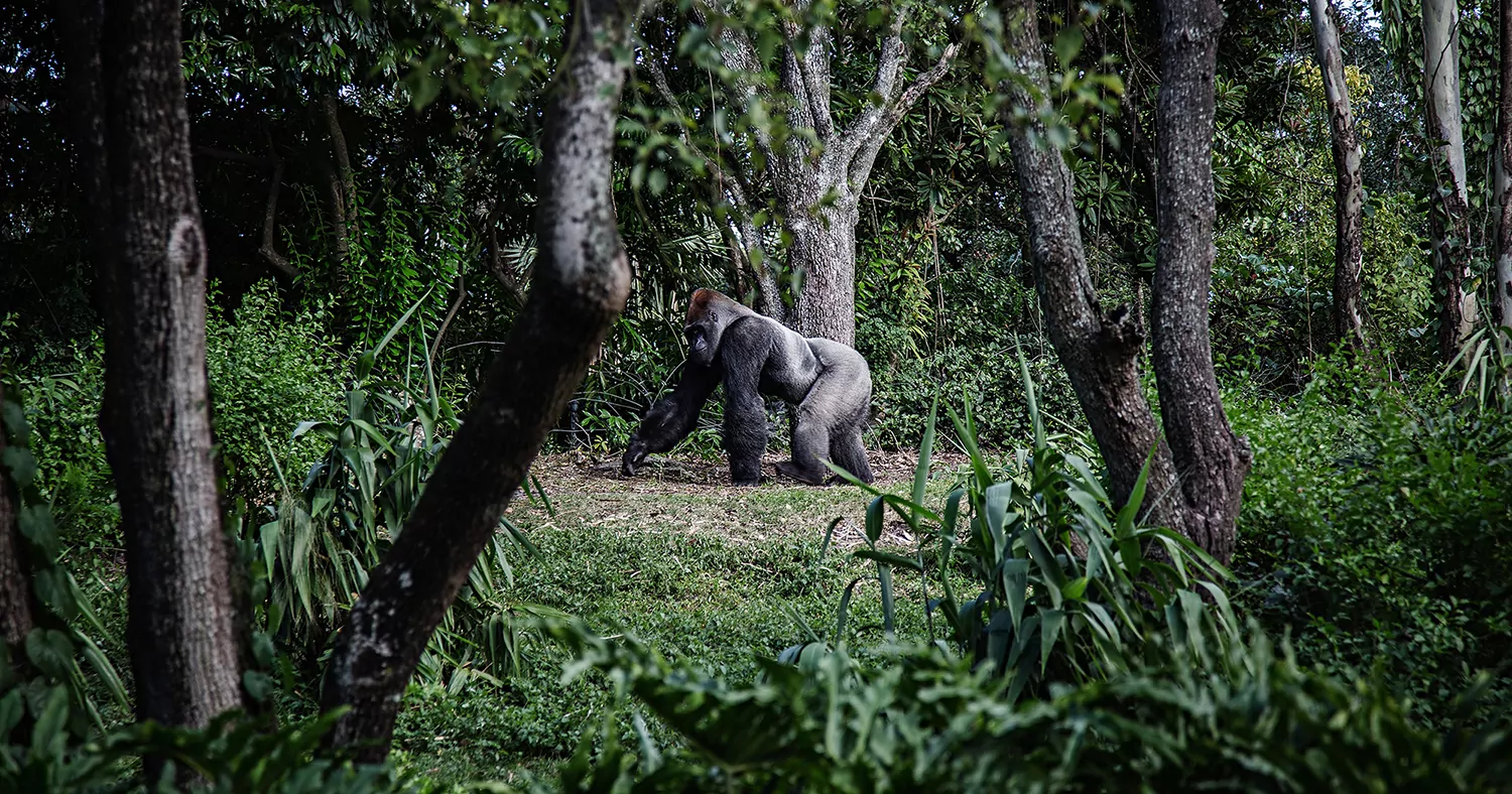 Os gorilas de Ruanda e Uganda