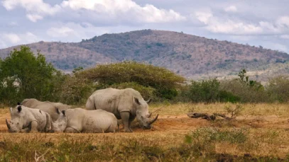 Safári na África, rinocerontes Safári na África, rinocerontes