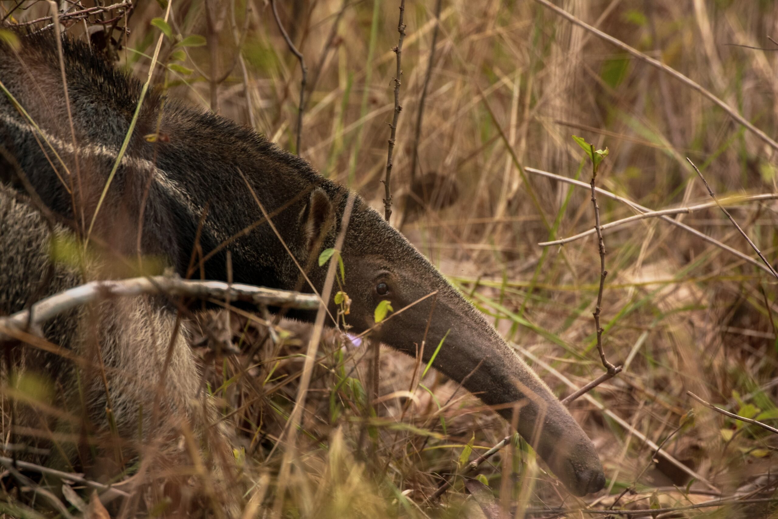 Tamanduá, espécie da vida selvagem brasileira sob proteção