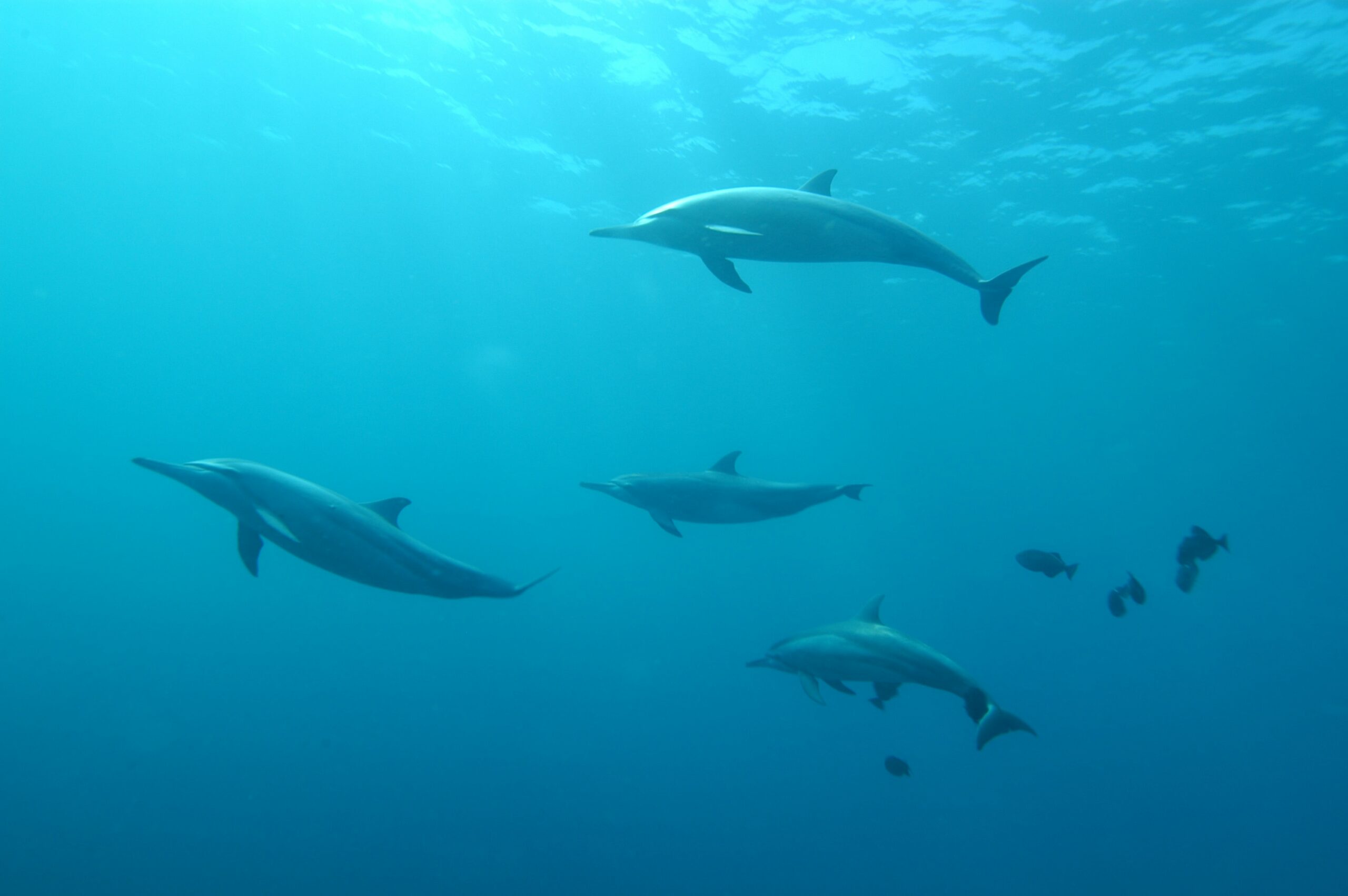 imagem submarina mostra 4 golfinhos e alguns peixes