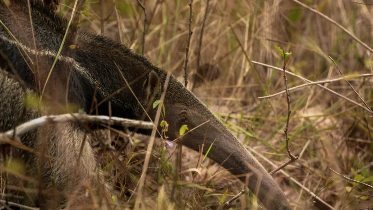 tamandua (1)