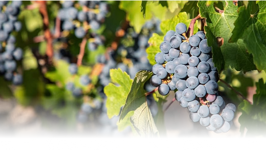 Reyneke Wines: onde filosofia, natureza e vinhos biodinâmicos celebram a África do Sul