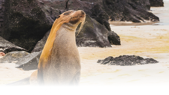 Cruzeiro de expedição ou hotel em terra firme em Galápagos?