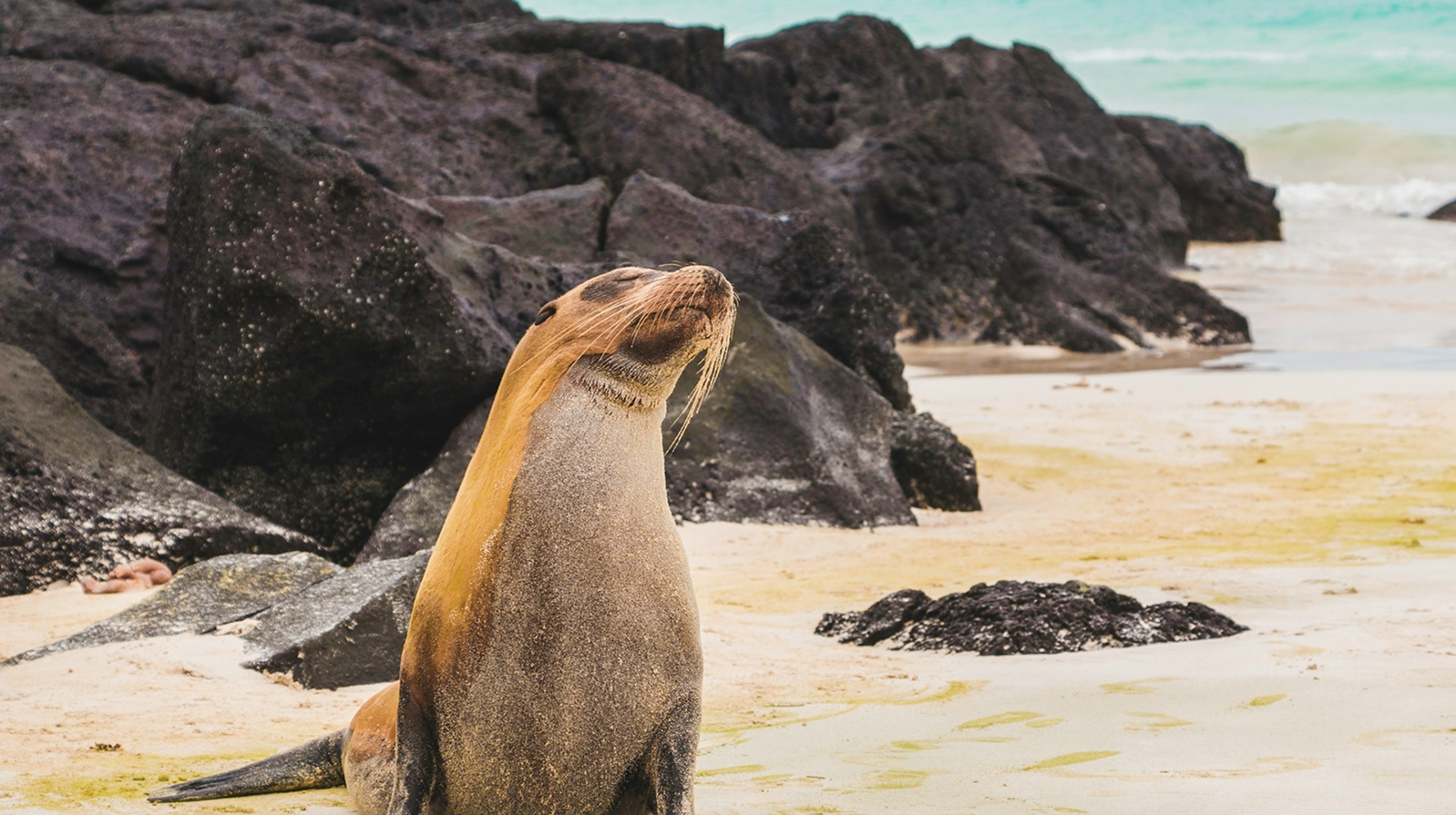 Cruzeiro de expedição ou hotel em terra firme em Galápagos?