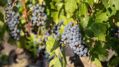reyneke Reyneke Wines: onde filosofia, natureza e vinhos biodinâmicos celebram a África do Sul