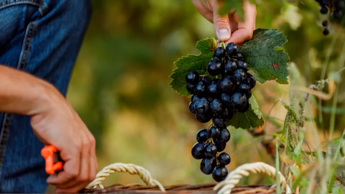 vinicola-mucuge