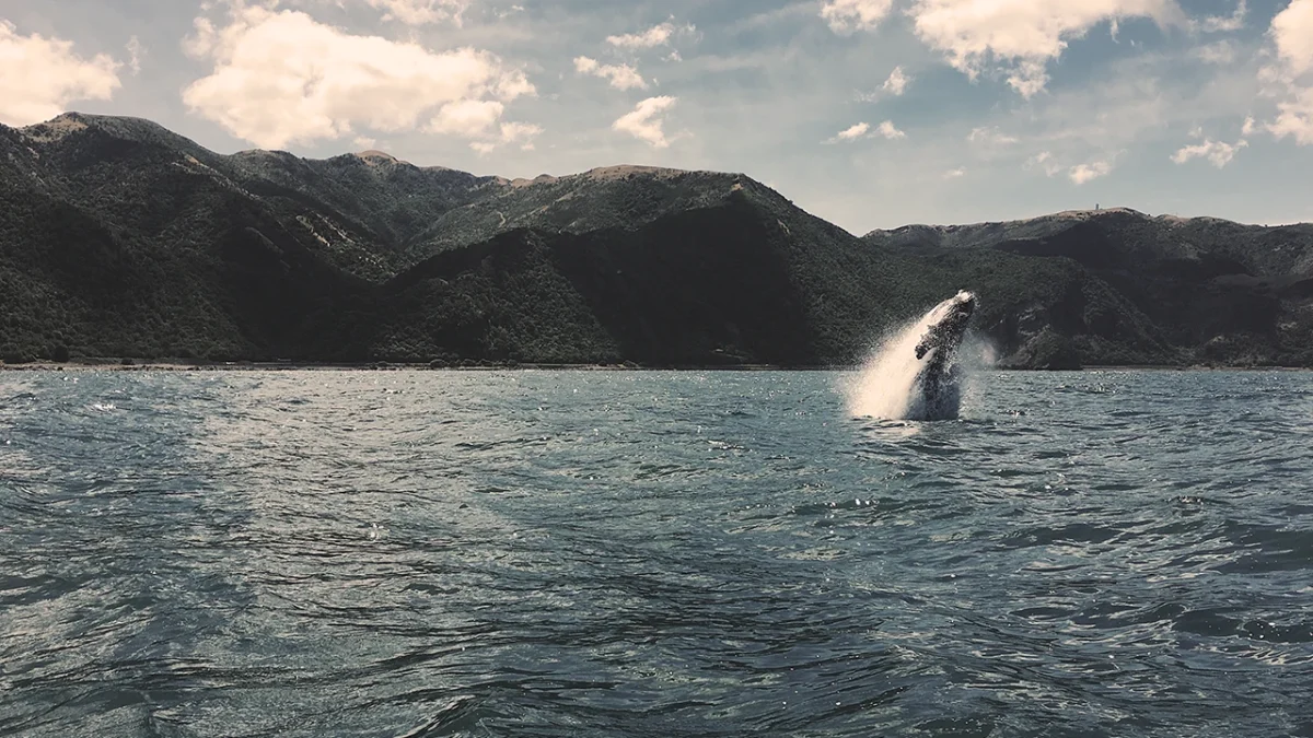kaikoura