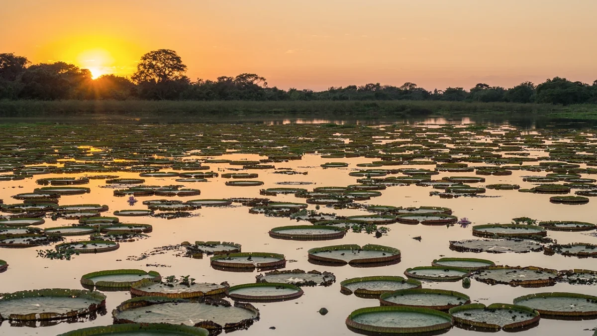 pantanal