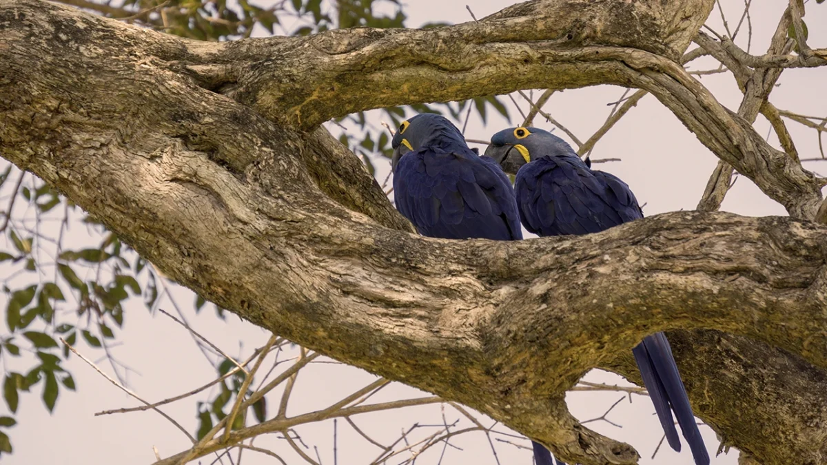 pantanal-2