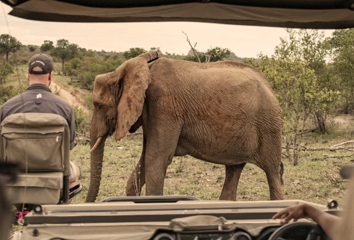 Wildlife Safari