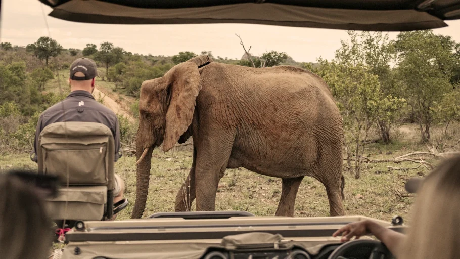 Wildlife Safari