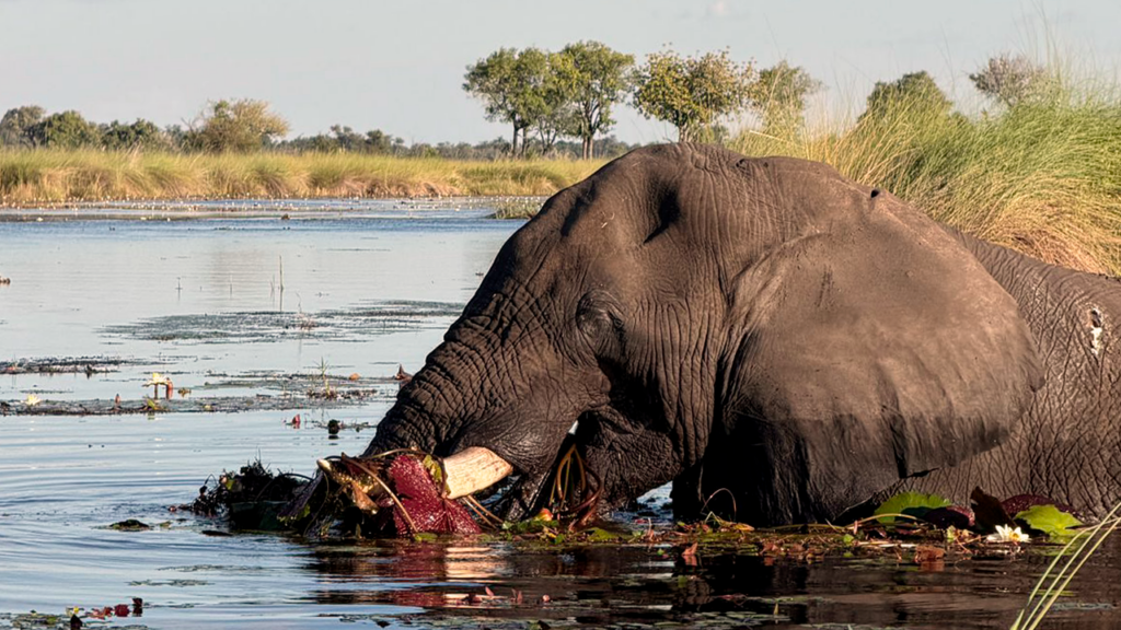 Botswana: o lugar que reorganiza por dentro