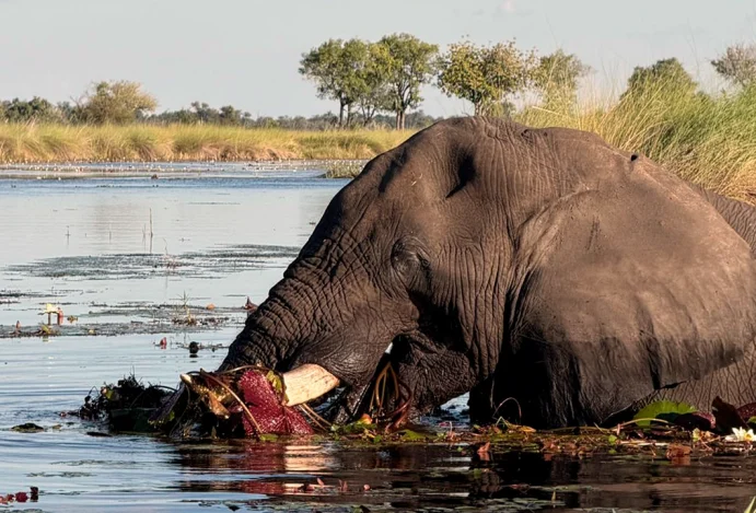 Botswana é um destino único que transforma a forma de viajar. Com natureza preservada, safáris exclusivos e experiências intensas entre Chobe, Delta do Okavango e Moremi, o país entrega conexão genuína com o mundo e consigo mesmo. Botswana: o lugar que reorganiza por dentro