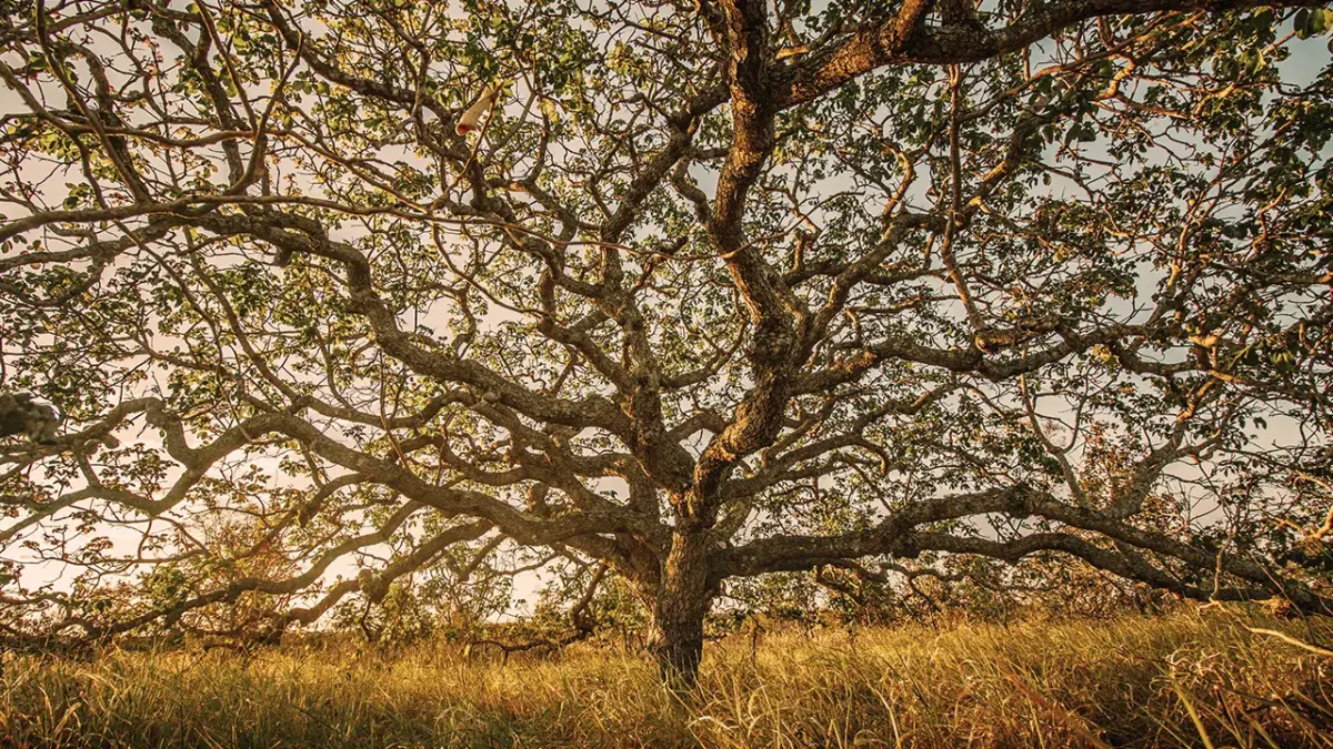 fazenda-trijuncao-8
