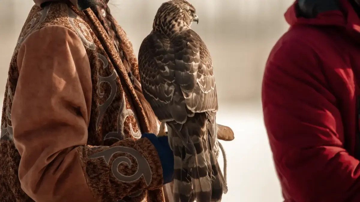 quirguistao-falcoaria Imagem de uma pessoa segurando um falcão.