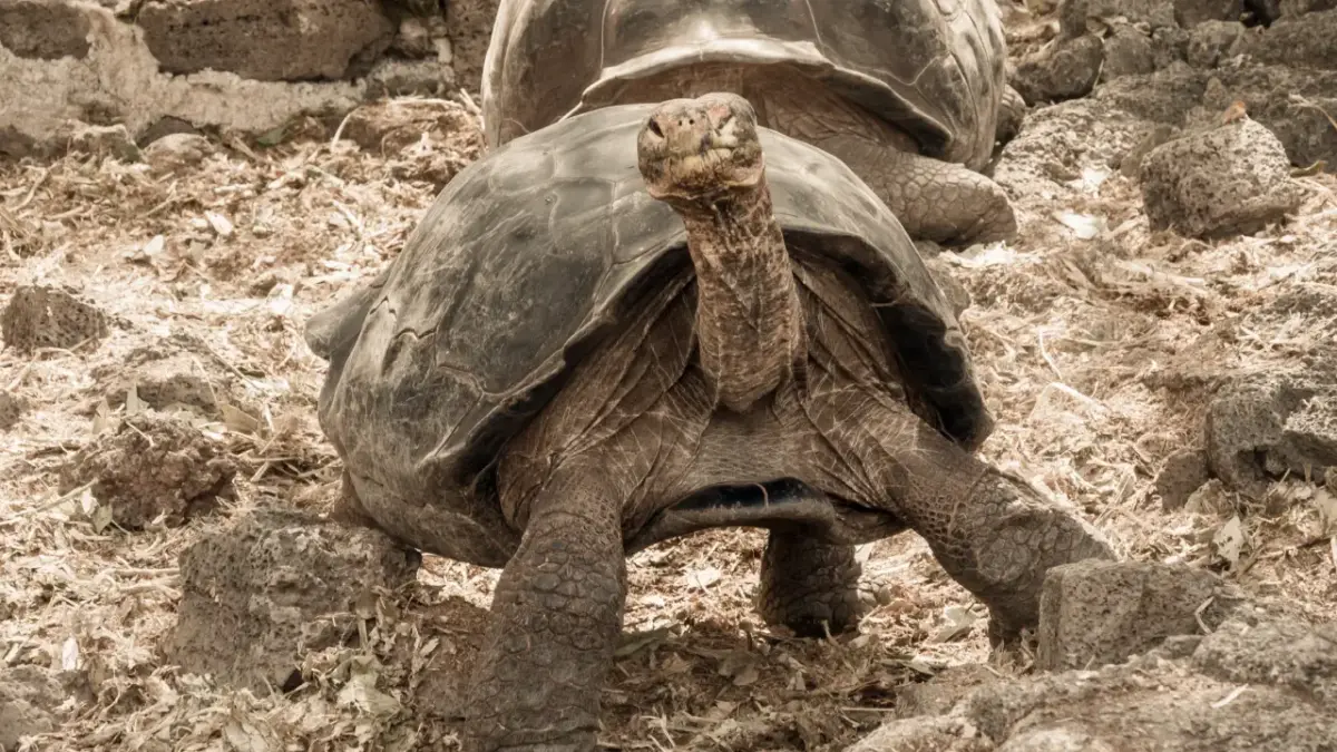 galapagos2