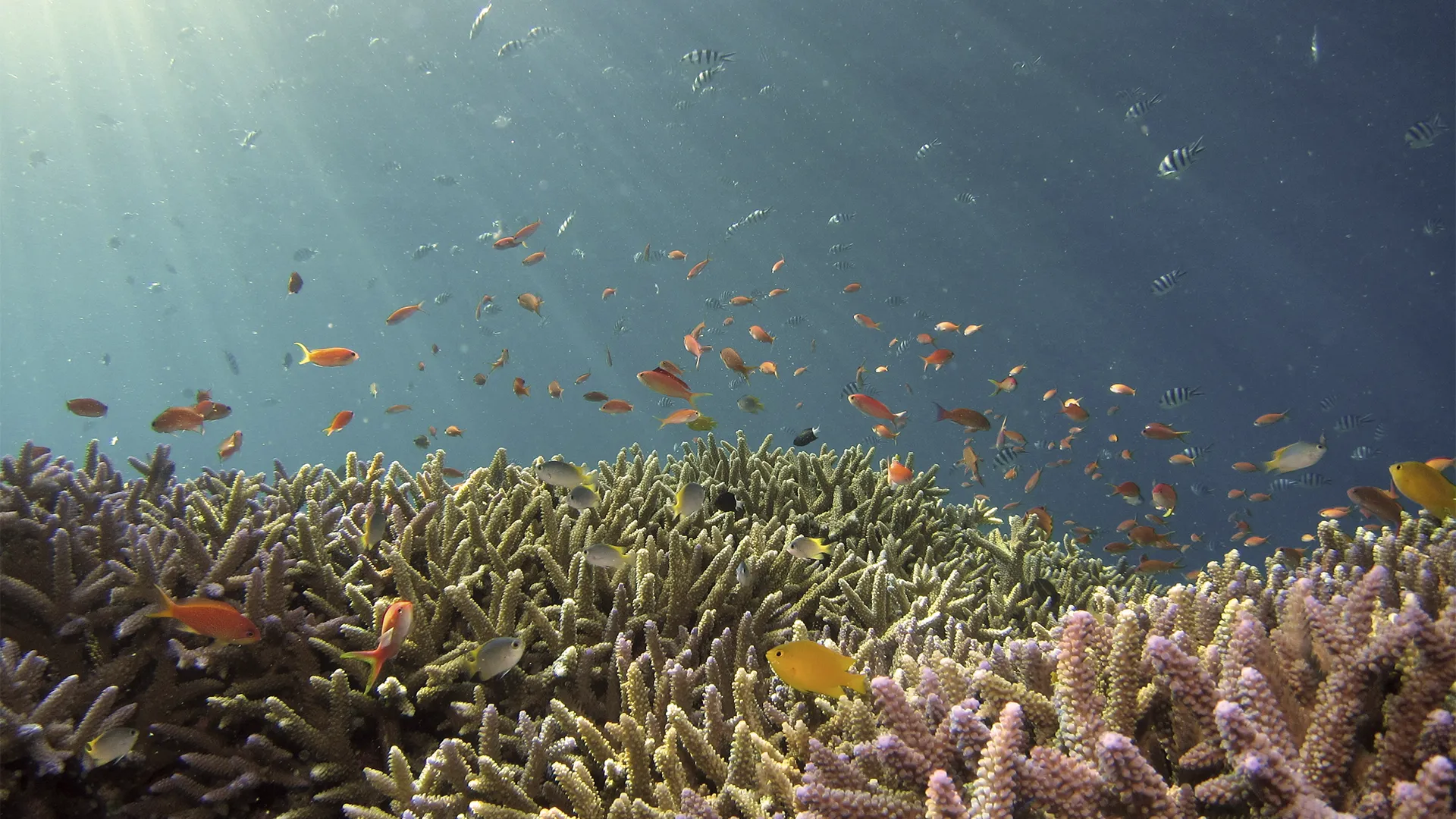 Há lugares que parecem infinitos. O mar é um deles. Talvez por isso seja tão fácil esquecer que, por trás de uma paisagem azul que se estende até o horizonte, existe um ecossistema delicado, cheio de relações que sustentam a vida muito além da costa. O oceano regula o clima, abriga uma enorme diversidade de [&hellip;]