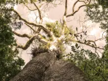 Ver mais: Árvores da floresta amazônica.