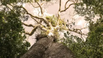 Árvores da floresta amazônica.