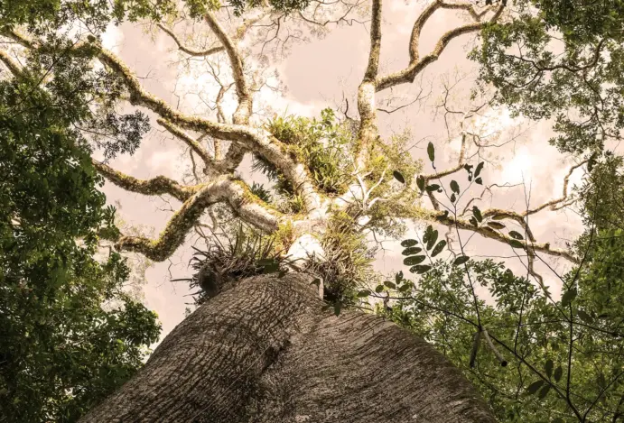 Árvores da floresta amazônica.
