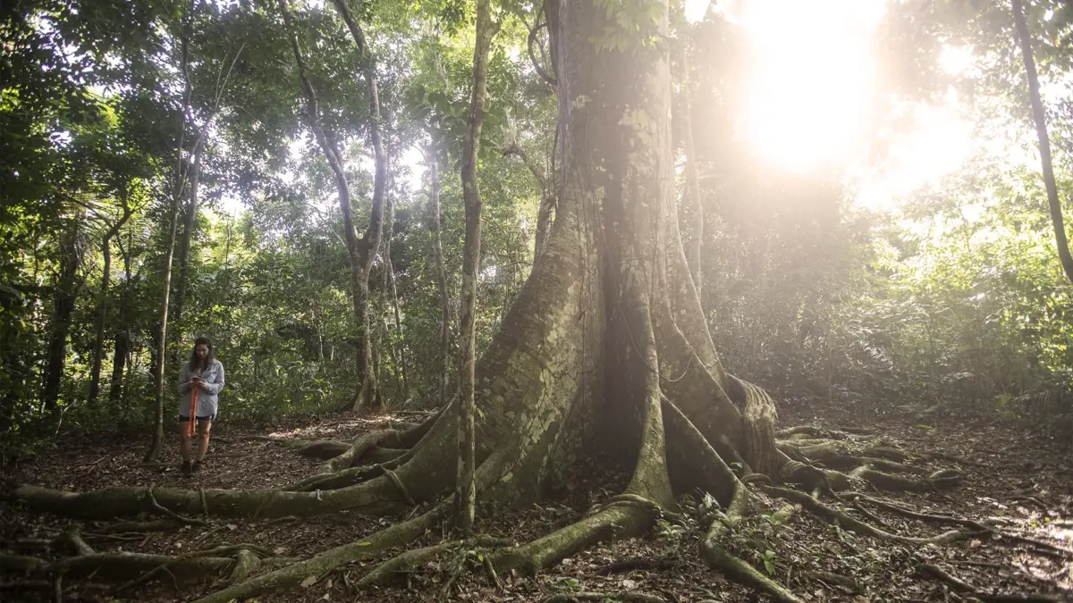 navegacao-anavilhanas6 Viajante ao lado de uma das árvores símbolo da Amazônia.