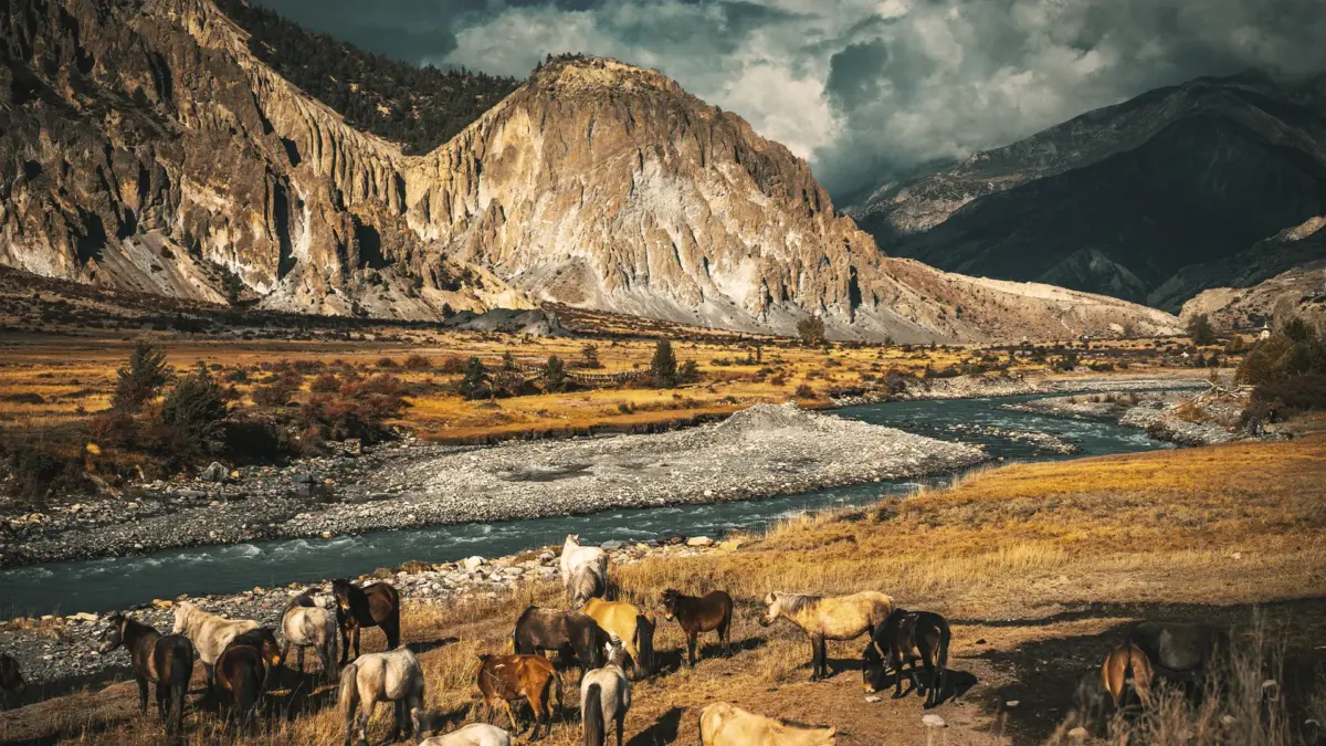 nepal Pasto de animais no Nepal.